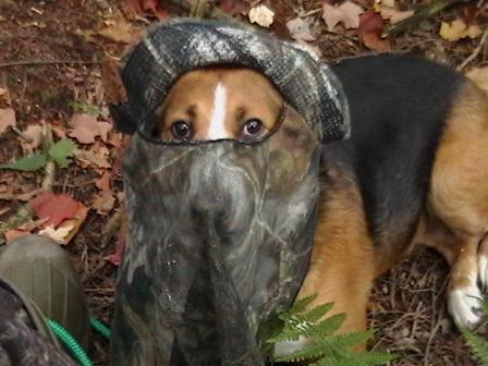 dog wears camo hat for wild turkey hunt