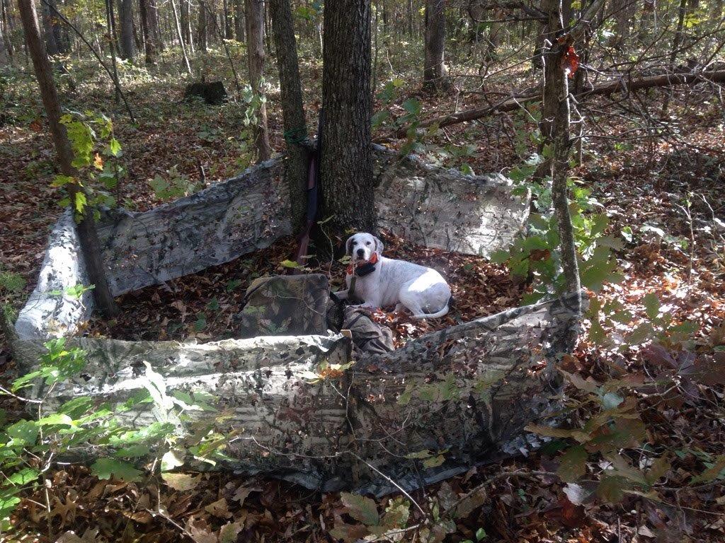 Blind for fall turkey hunting with a dog in Virginia