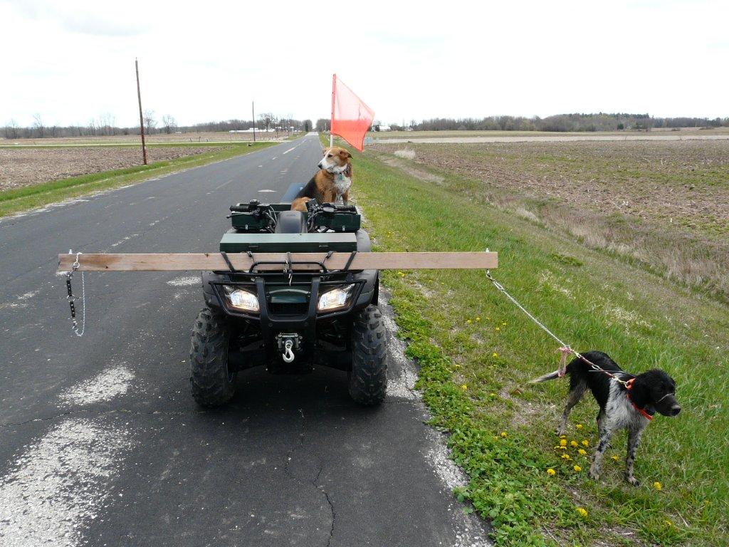 roading dogs with atv
