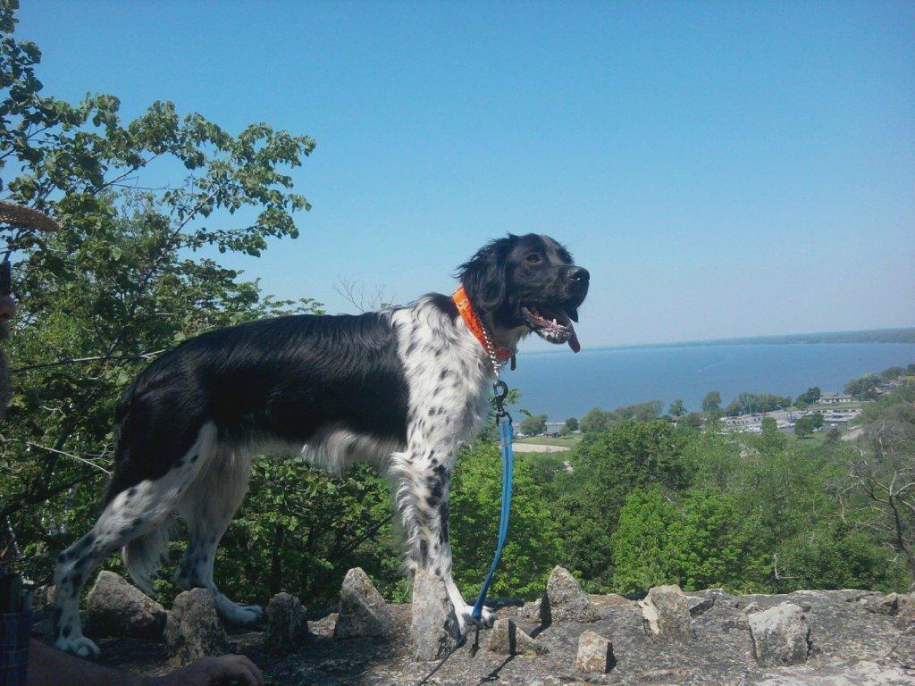 Turkey Dog on top of High Cliff State Park