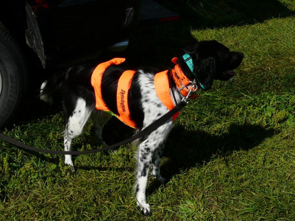 turkey dog with orange vest