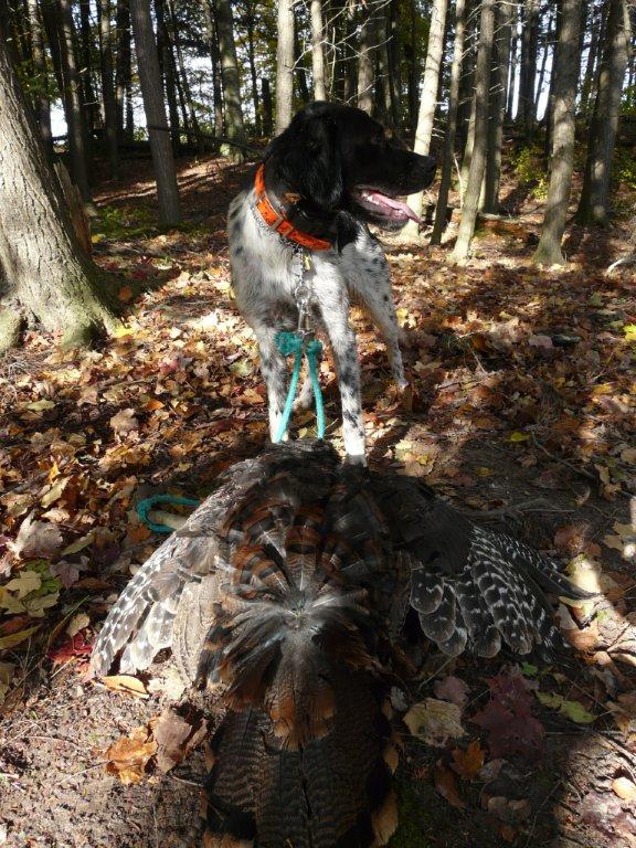 My first turkey with Lucky - she got 20 birds up in the air.