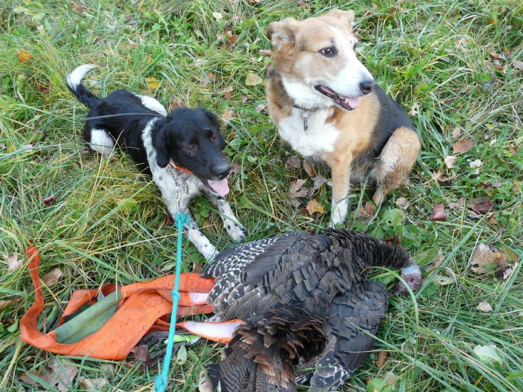 Lucky Lady & Cedar Creek Keena with their fall turkey on a beautiful Wisconsin October day