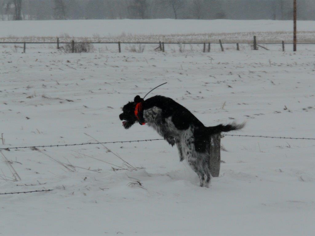 turkey dog hunting on snow