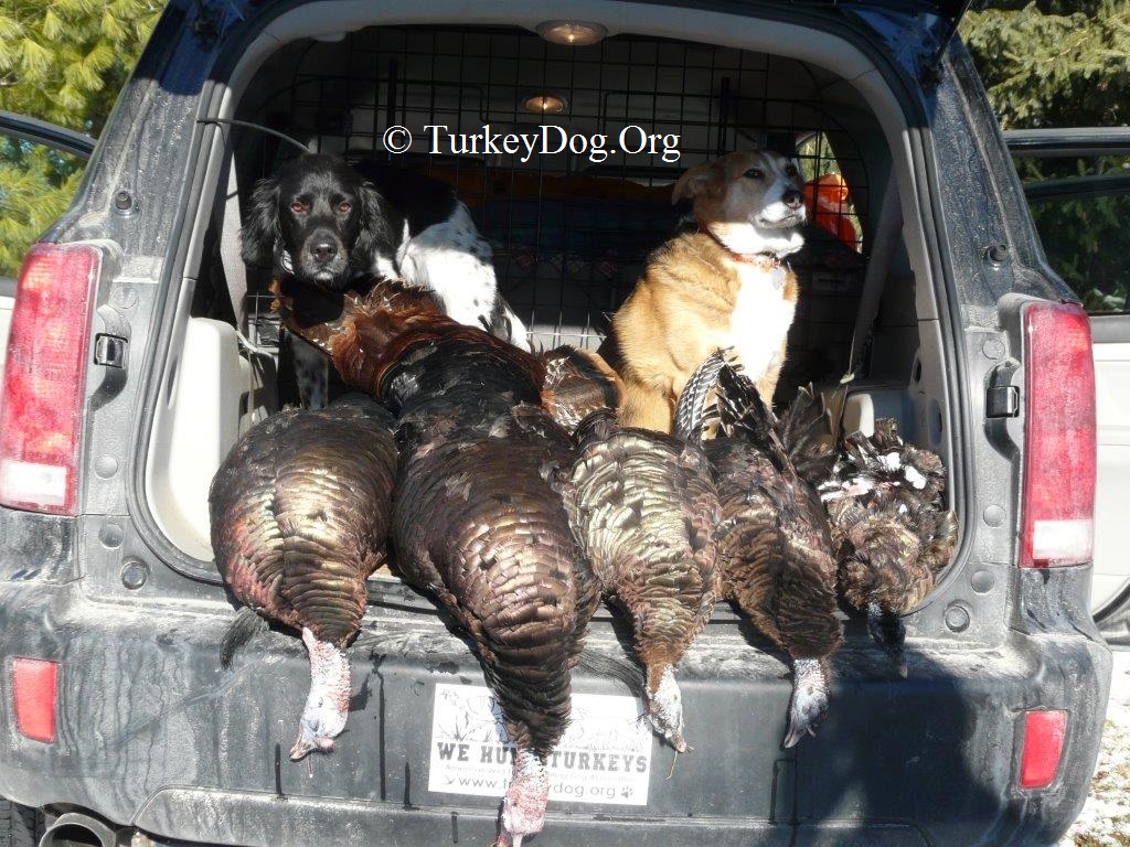 2 turkey hunting dogs got 5 WI turkeys