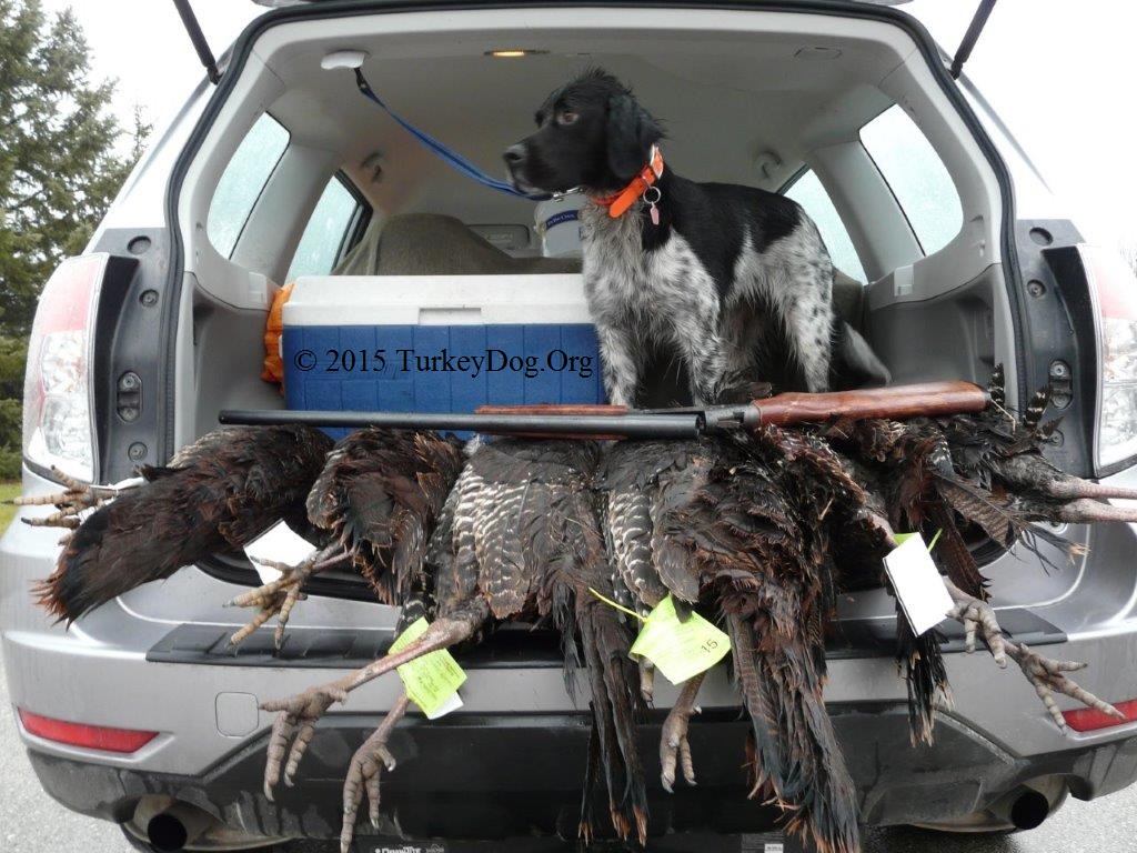 The best turkey hunting dog in the world is named Lucky, she's in WI and got us 9 turkeys this day.