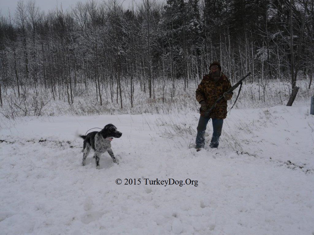 Hunting wild turkeys in WI with a dog over the holidays.