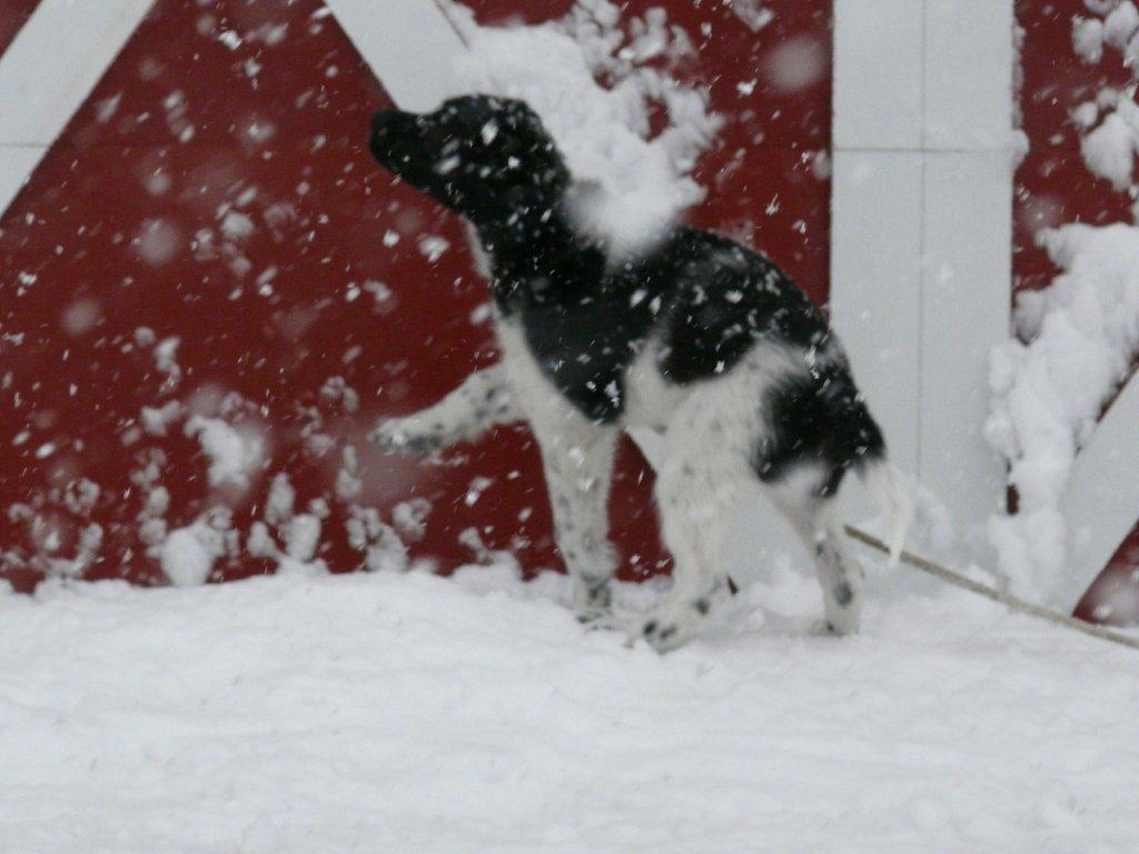 first snow for appalachian virginia turkey dog pup