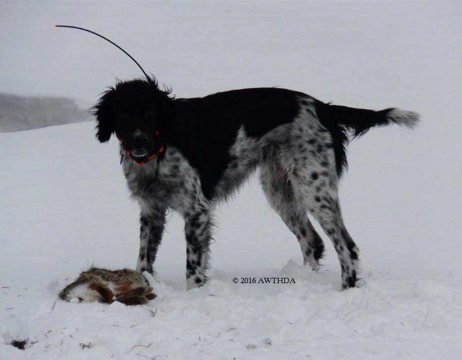 This dog is so fast she catches rabbits by herself.