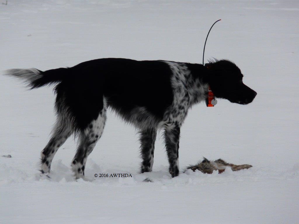 The prettiest looking wild turkey hunting dog on planet Earth.