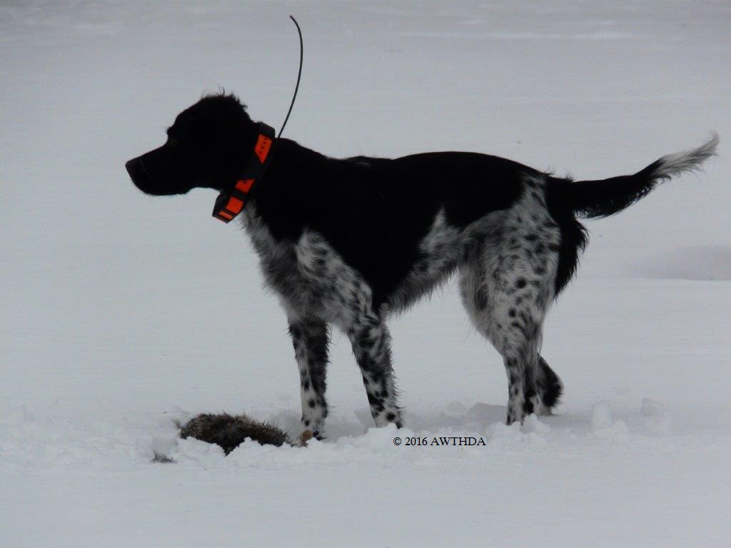 The fastest wild turkey hunting dog in the United States of America.