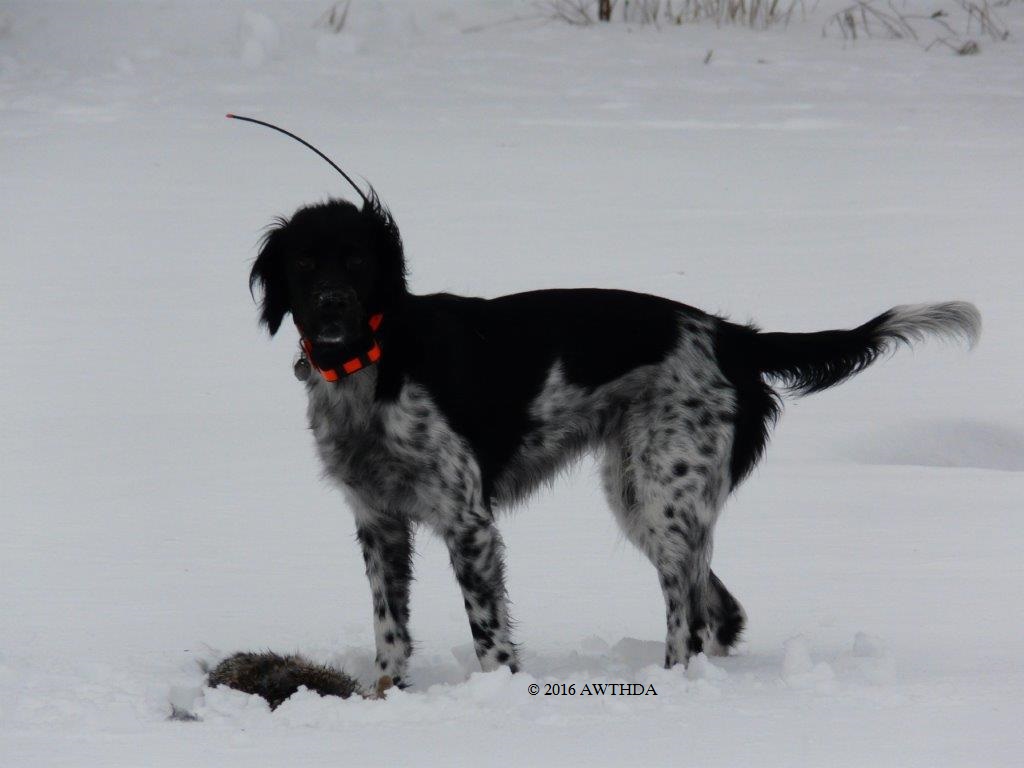The smartest wild turkey hunting dog in the country.