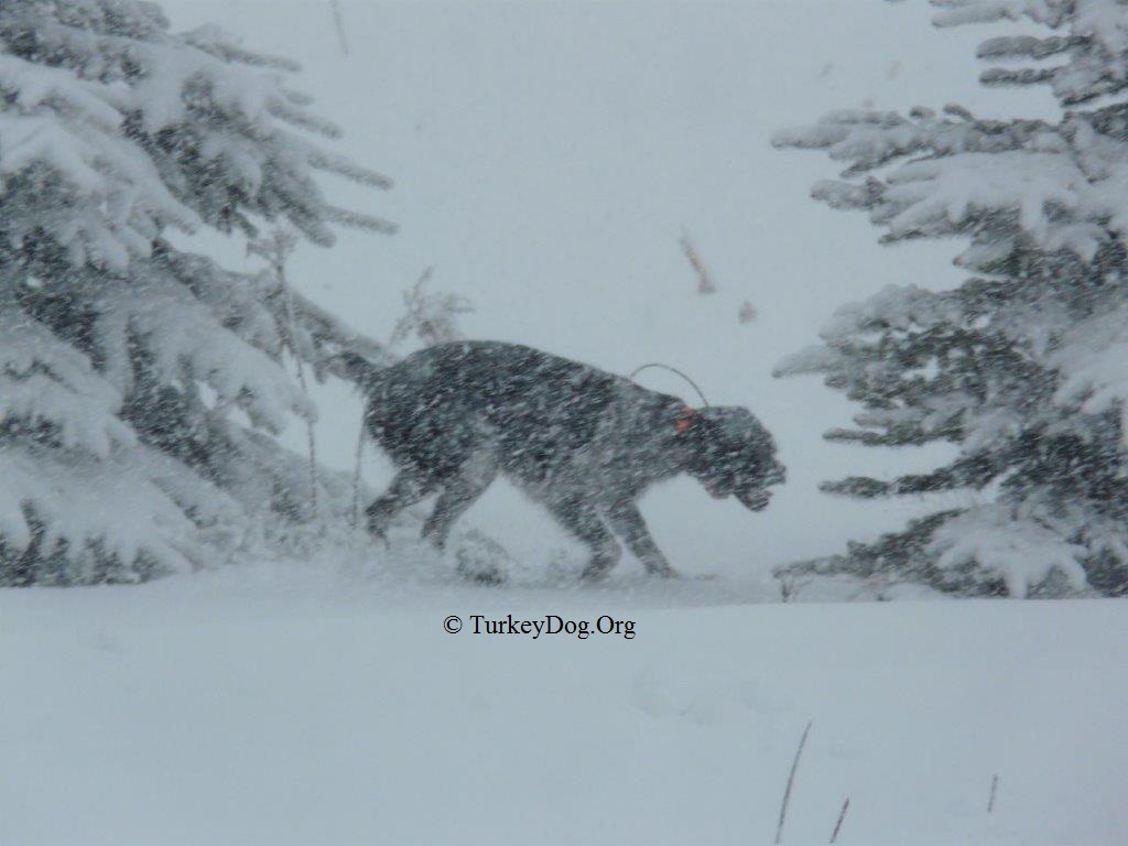 The turkeys can't see this camoflouged hunting dog in a snowstorm.