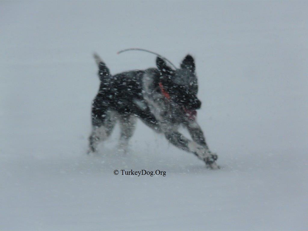 This turkey hunting dog is so fast it will disappear in a blinding snowstorm.