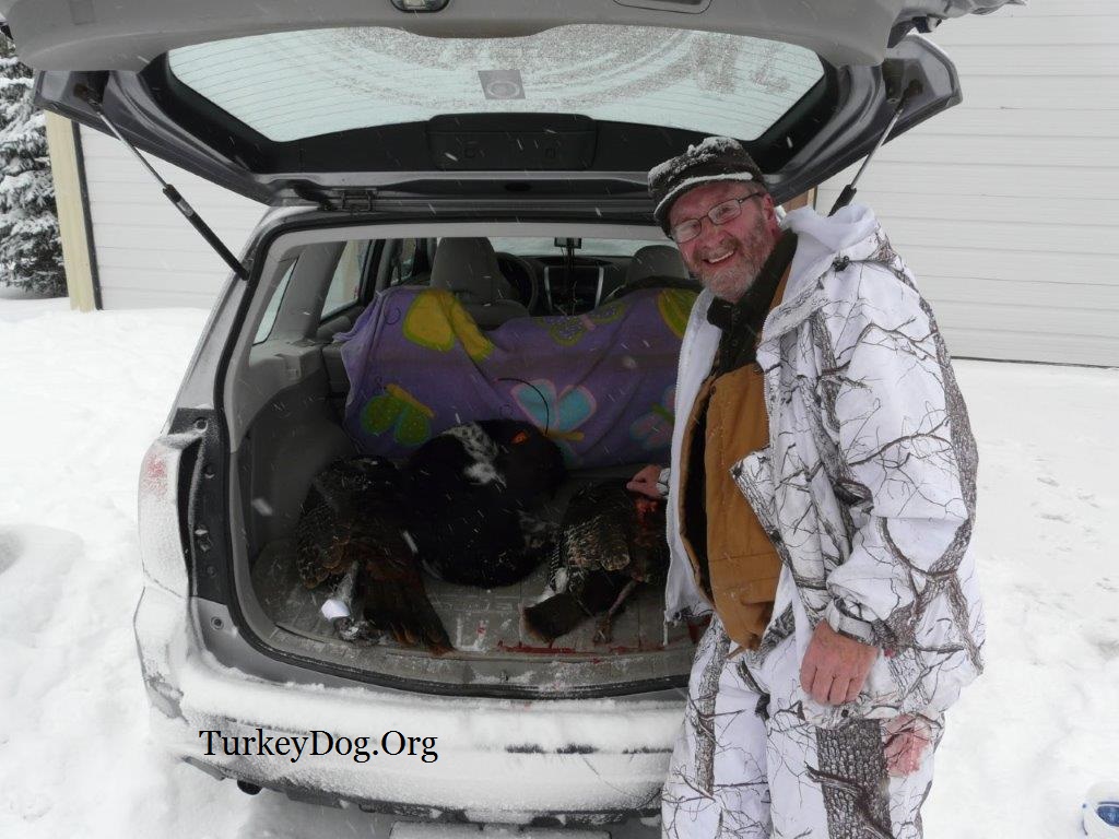 2 Wisconsin wild turkeys with Lucky