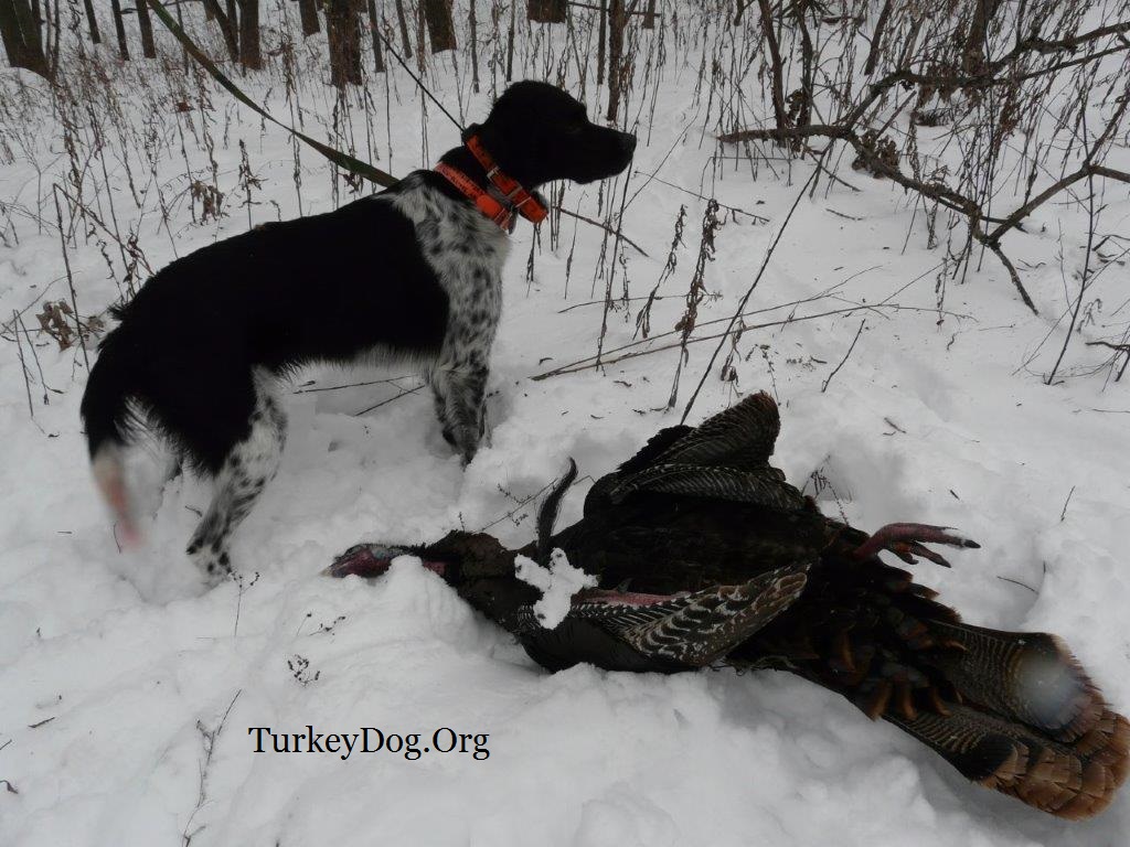 The best turkey hunting dog in the country