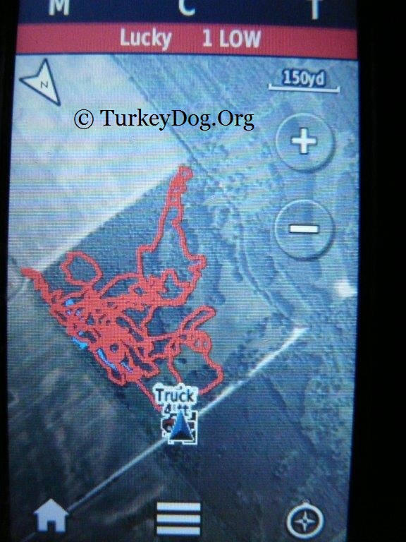 Track a dog makes finding and flushing turkeys
