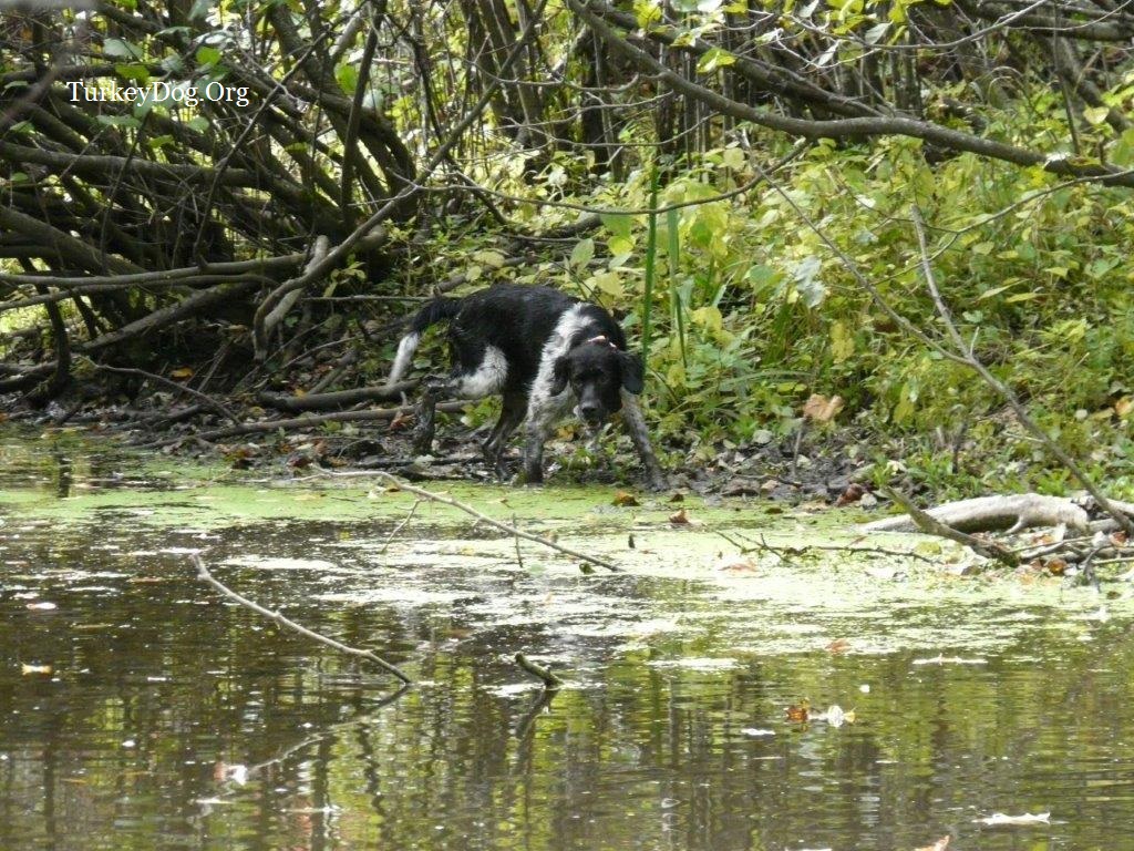 Dog hunting wild turkeys in the swamp