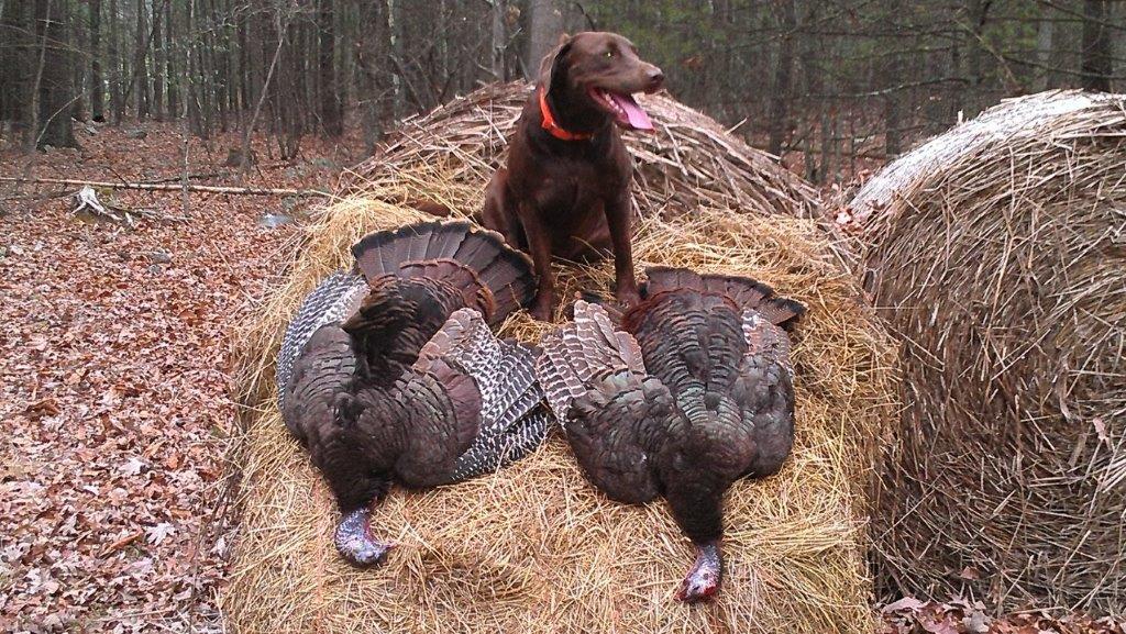 Chocolate Labrador turkey hunting dog in Virginia