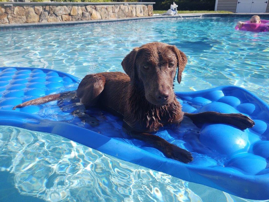 Turkey hunting pool dog