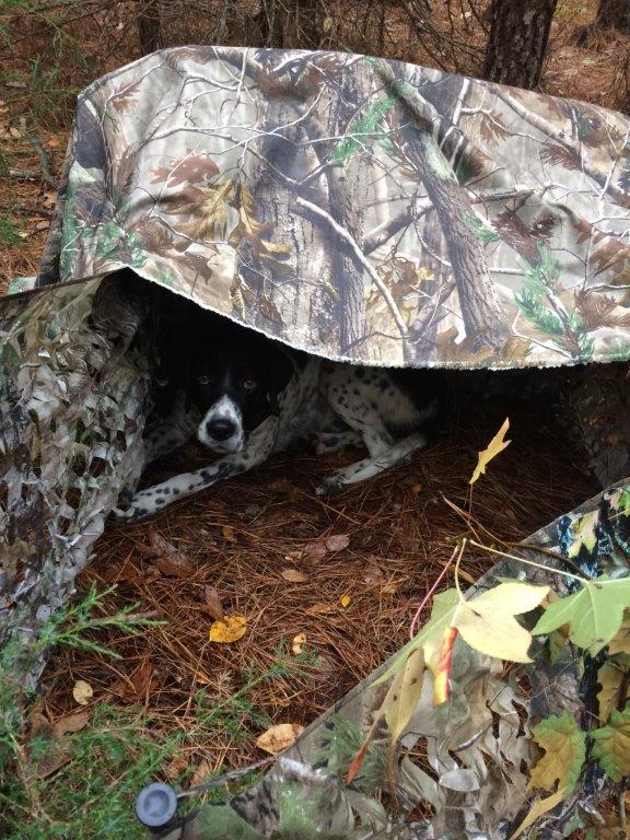 Virginia turkey hunting dog Bailey