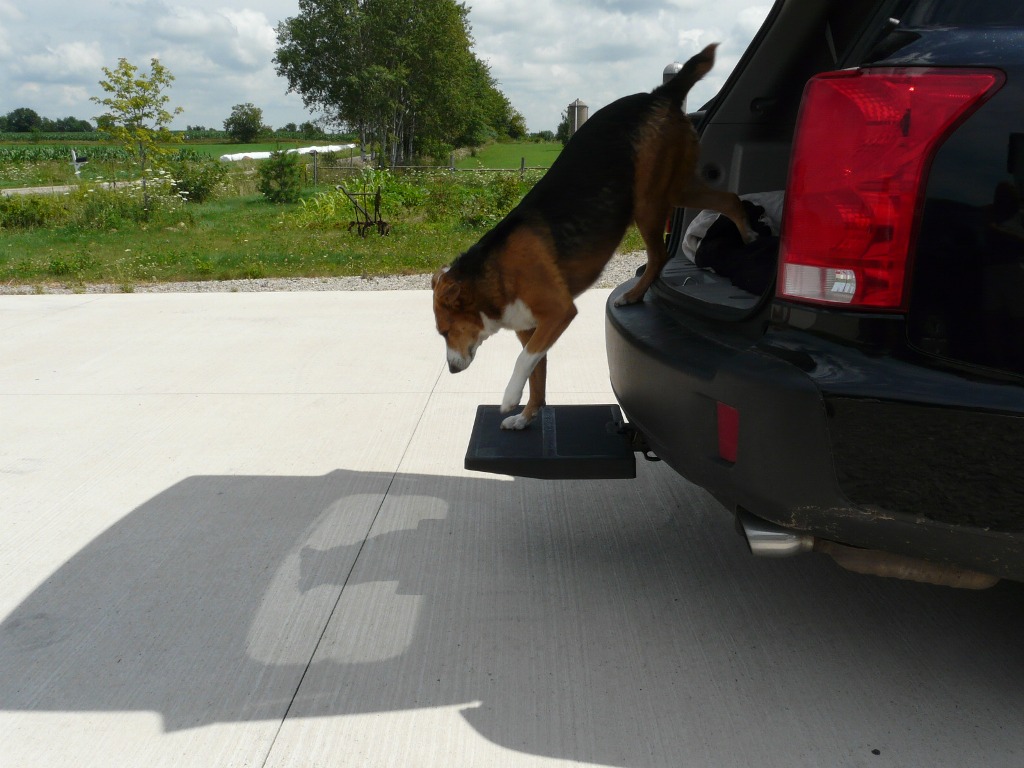 Otto Step helps dogs jump up into the truck or SUV