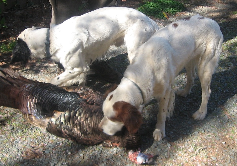 Frederick Payne's VA Llewellin turkey dogs Hawkins and Ralegh