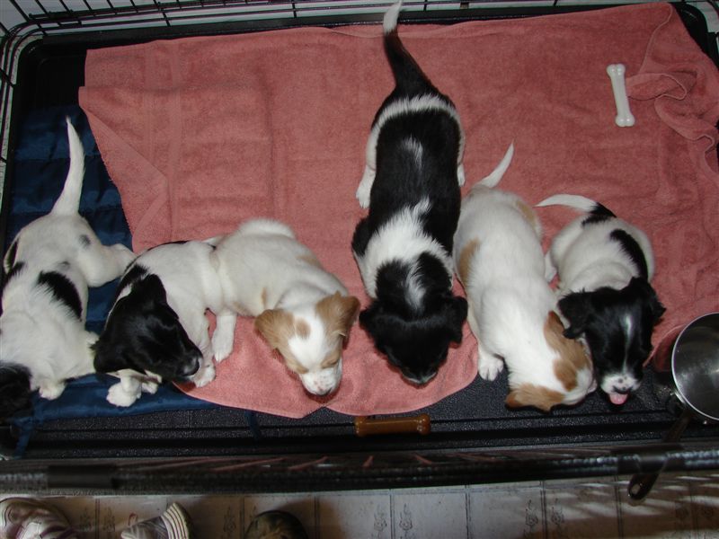 Turkey Dog Puppies born 2009