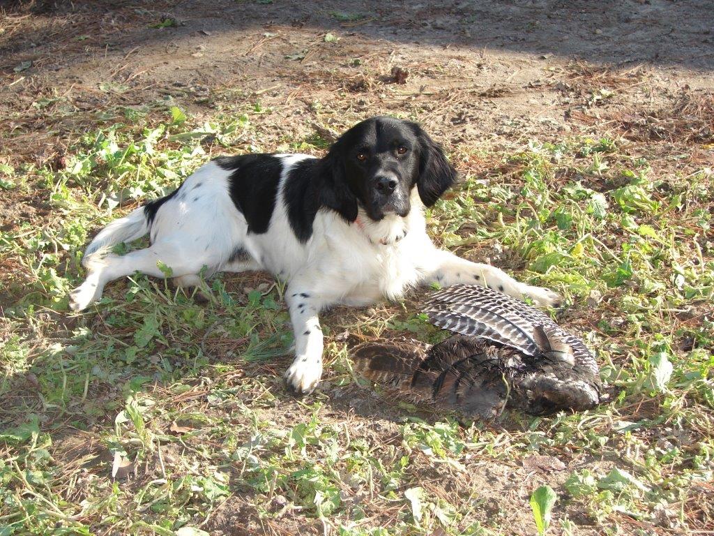 Randy Carter's Appalachian turkey dog Spot