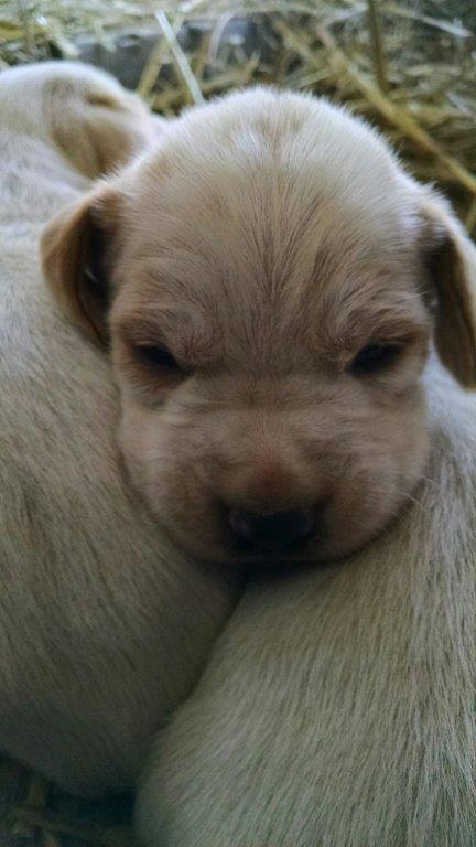 2 week old puppies now have their eyes open