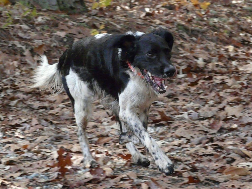 High speed turkey hunting dog, from Virginia of course!