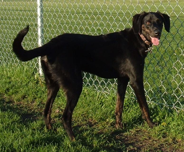 Brouck Sleight's WI turkey dog Fisher - Greyhound X Lab, good looking, fast, with a hounds voice.