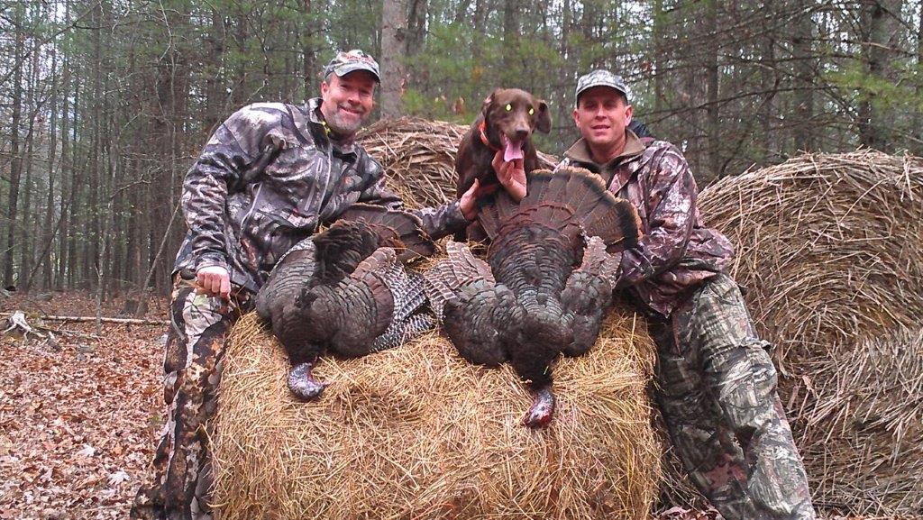 Chocolate Labrador turkey hunting dog from Virginia