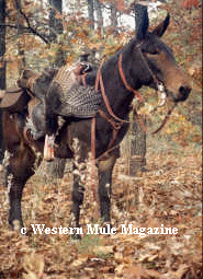 Turkey hunting mule