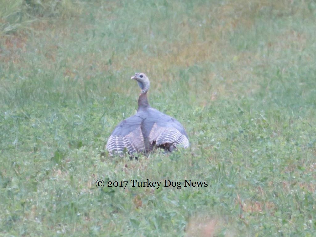 turkey hen protects poults from rain under wings