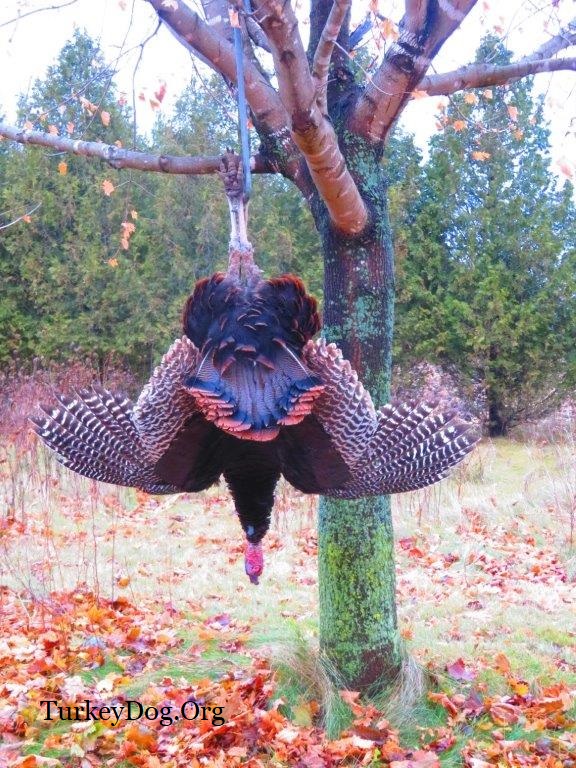 Hunting wild turkey gobblers in the fall and winter