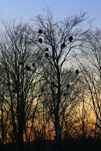 flock of wild turkey roosts in oak trees in winter