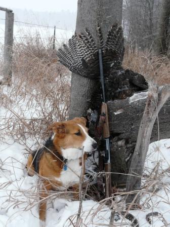 winter turkey hunting with a dog in wisconsin