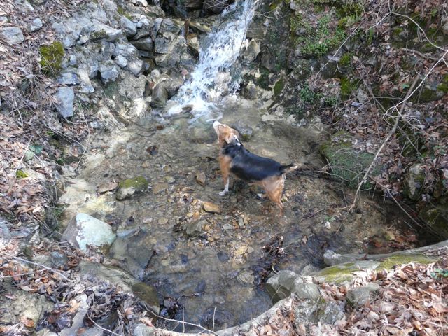 spring turkey dog cooling off in the mountain stream