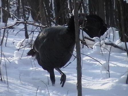 wild turkey in deep snow