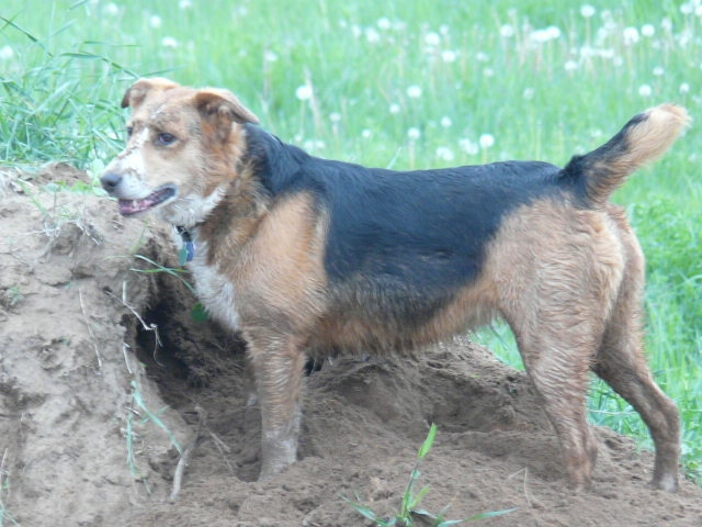 gopher digging dog