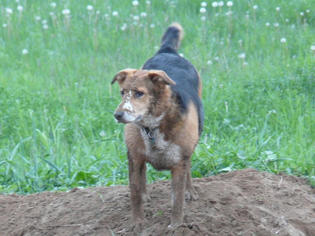 mud dog