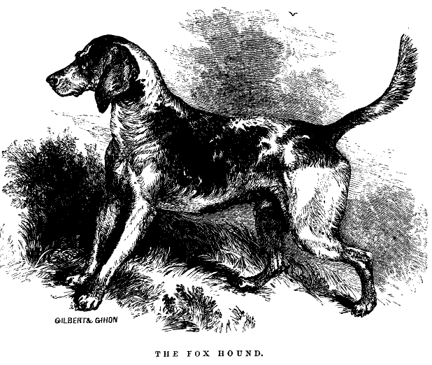 foxhound dog