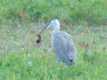 great blue heron stabs mice with bill