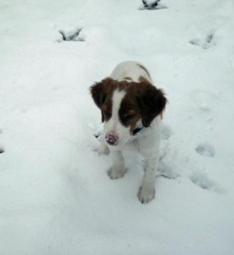 turkey dog puppy hunting in snowstorm