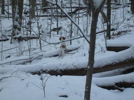 wild turkey mountain snowstorm brittanny puppy