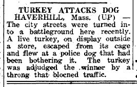 Turkey attacks dog and wins