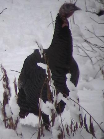 turkey in the
snow